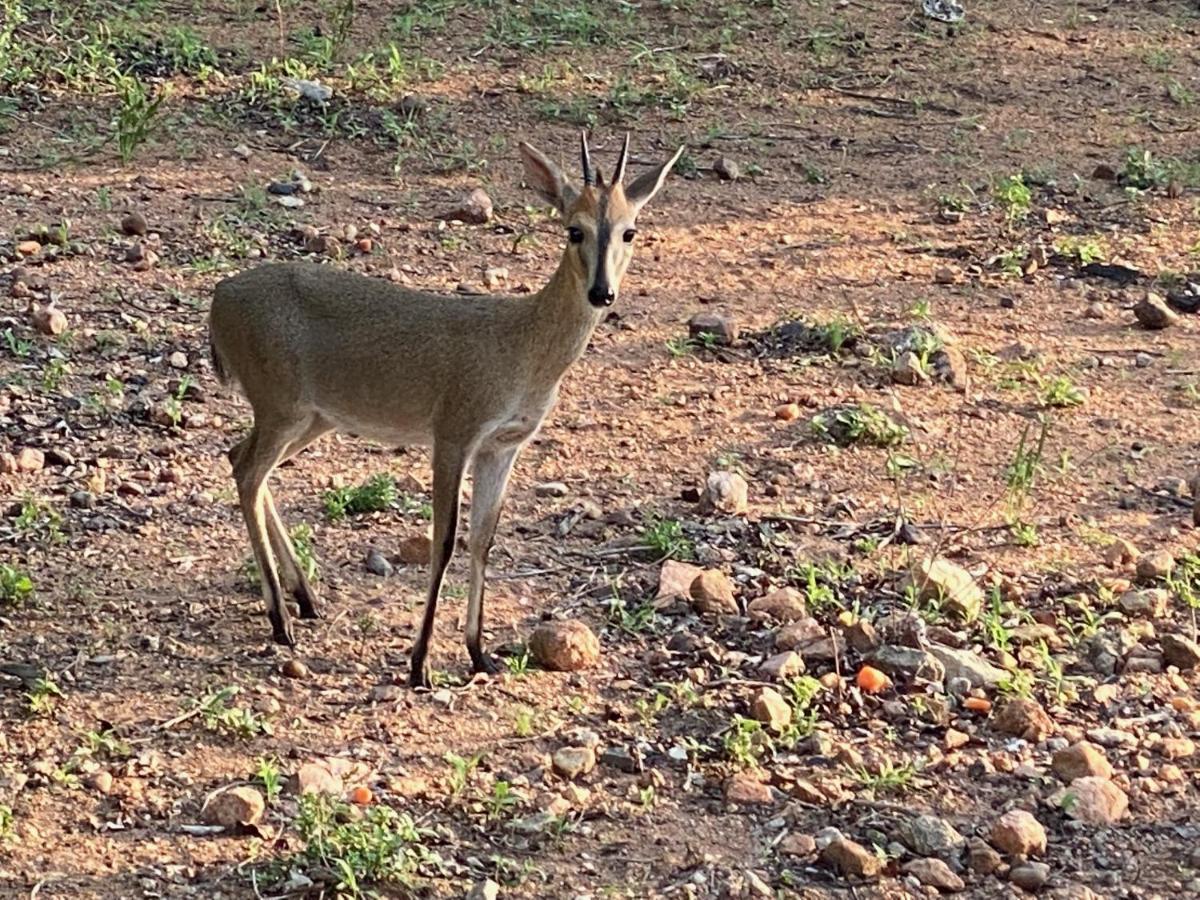 Birdsong Kruger Villa มาร์ลอทพาร์ค ภายนอก รูปภาพ